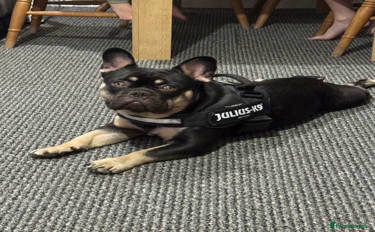 French Bulldog dogs - Advert 1