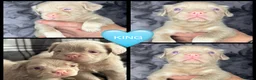 French Bulldog dogs for sale: 💥 READY SOON 💥 7 fluffy frenchies  - Advert 6