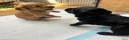 Cocker Spaniel dogs for sale: Working cocker spaniel puppies  - Advert 3