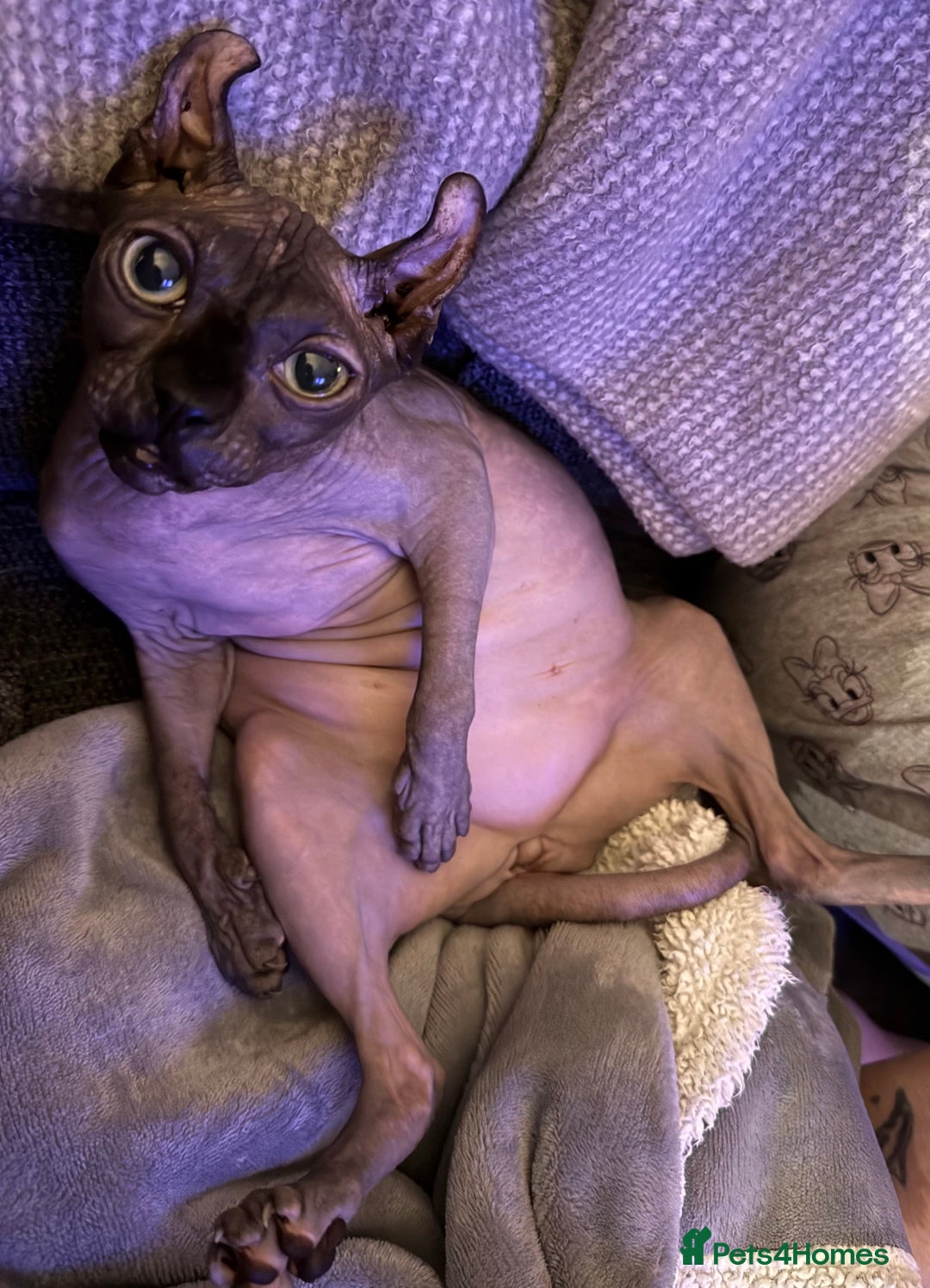 Sphynx cats for sale: margot is 2.5 years old looking for loving home.  - Advert 6