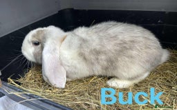 French Lop rabbits for sale: French Lop Bucks  READY NOW!! - Image 2