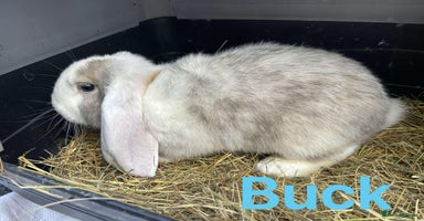 French Lop rabbits - Advert 11