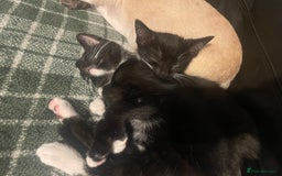 Bengal cats for sale: Pair of part bengal Tuxedo Kittens  - Image 2
