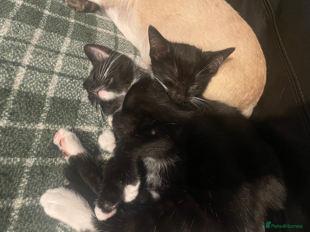 Bengal cats for sale: Pair of part bengal Tuxedo Kittens  - Image 2