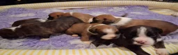 Boxer dogs for sale: PEDIGREE BOXER PUPPIES - Advert 5