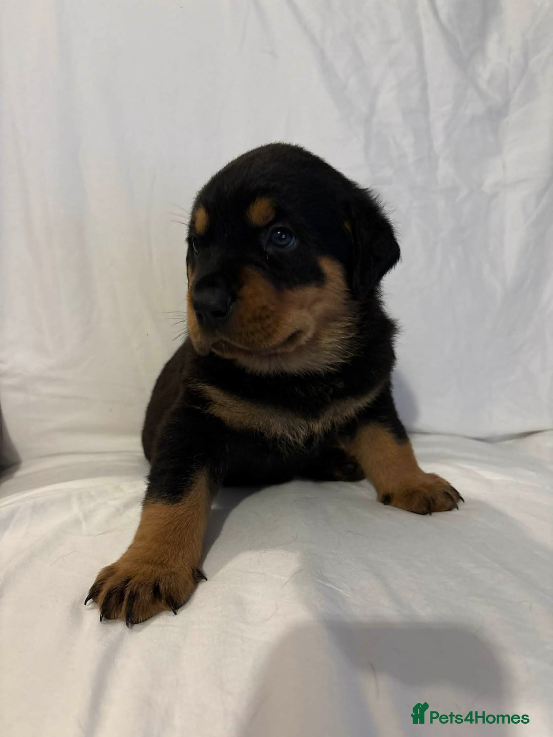 Rottweiler dogs for sale: Stunning Rottweiler puppies - Advert 21