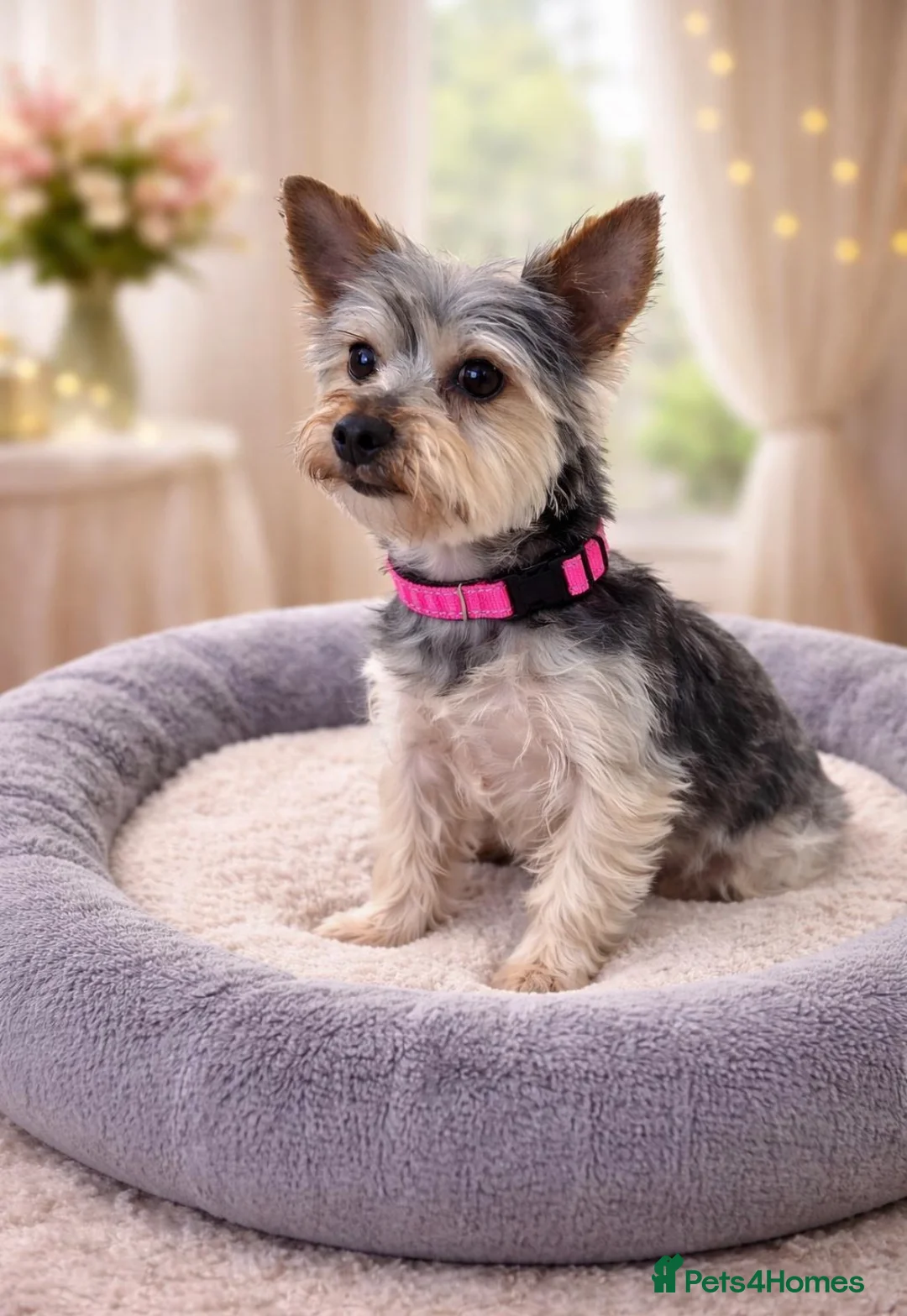 Yorkshire Terrier dogs for sale: Miniature Yorkshire Terrier Puppies  - Advert 25