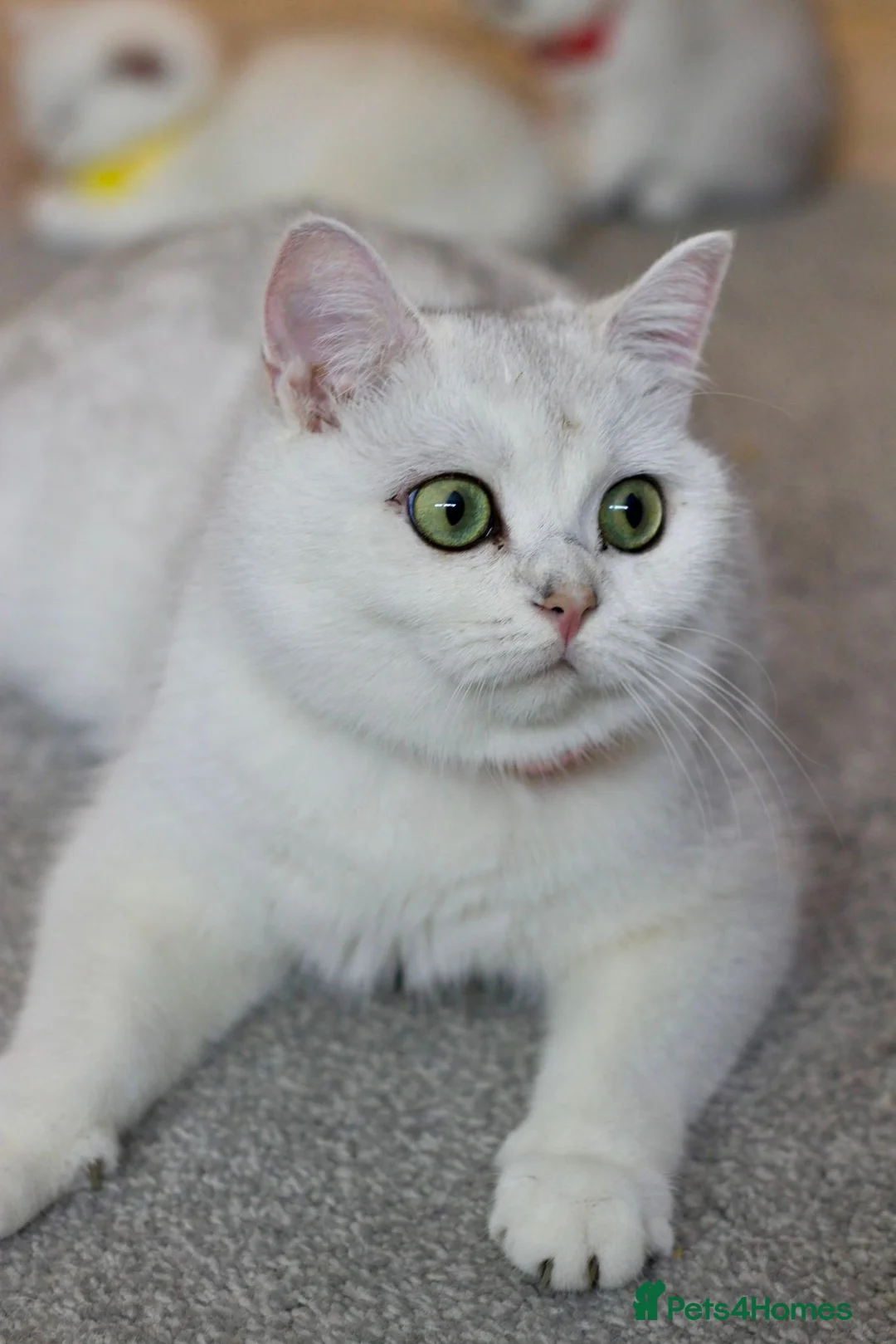 British Shorthair cats for sale: White British Shorthair Kittens – Rare Red Eyes - Advert 1