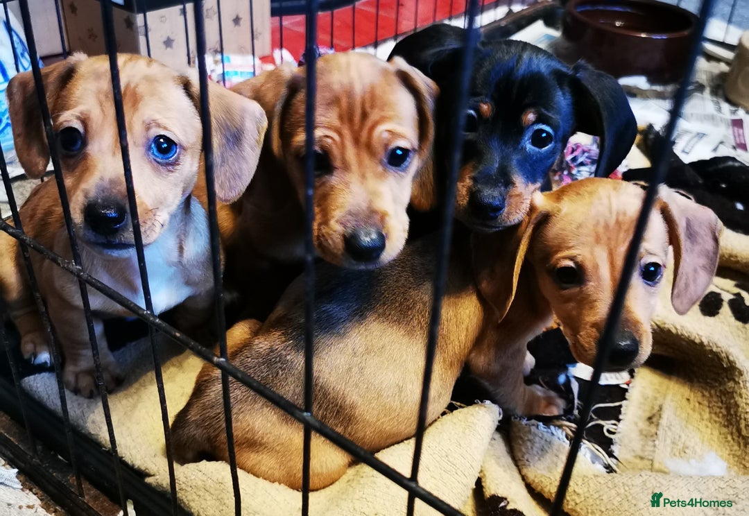 Dachshund dogs for sale: Unusual colour beautiful miniature dachshound pups - Advert 14