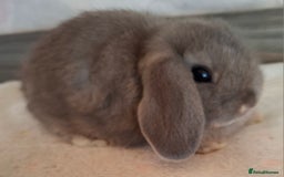 Mini Lop rabbits for sale: Mini lops - Image 6