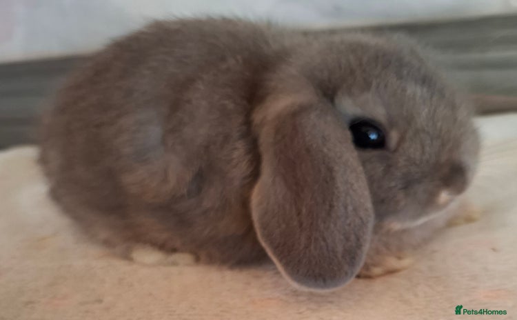 Mini Lop rabbits - Advert 6