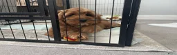 Cavapoo dogs for sale: ADORABLE CAVAPOO PUPPIES  - Advert 1