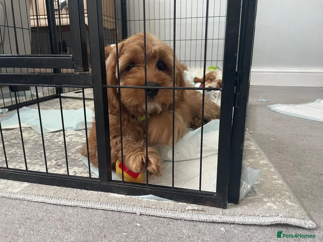 Cavapoo dogs for sale: ADORABLE CAVAPOO PUPPIES  - Advert 1