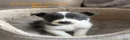 Border Collie dogs for sale: Border Collie Puppies Slate Blue & traditional. - Advert 6
