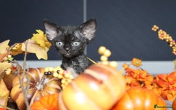 Devon Rex cats for sale: 🎉❤️ Full pedigree, healthy Devon rex boy 🎉❤️ - Image 10