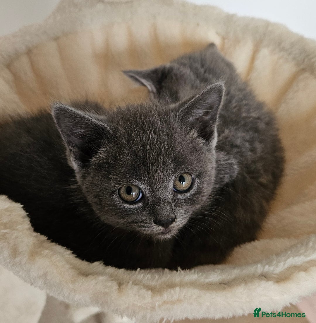 British Shorthair cats for sale: 🐾 Adorable Kittens Looking for Forever Homes 🐾 - Image 3
