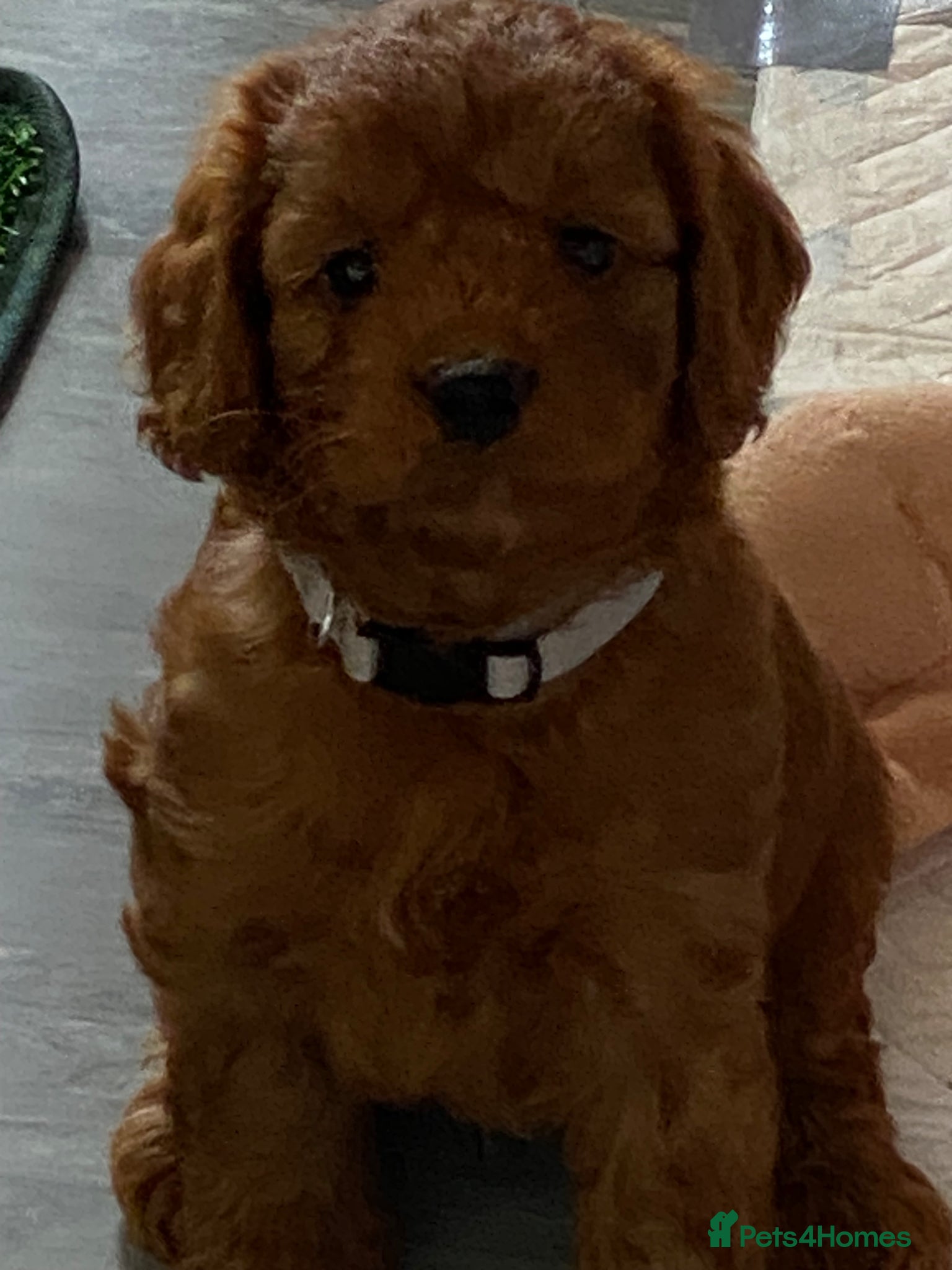 Cockapoo dogs DNA Clear 6 Gorgeous Dark Red F1 Cockapoo puppies - Advert 1