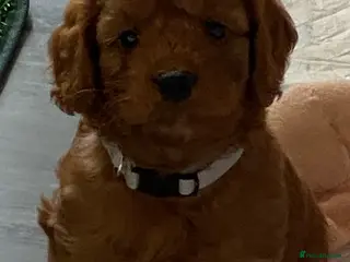 Cockapoo dogs DNA Clear 6 Gorgeous Dark Red F1 Cockapoo puppies - Advert 1