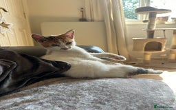 Domestic Shorthair cats for sale: Female Calico - Image 9
