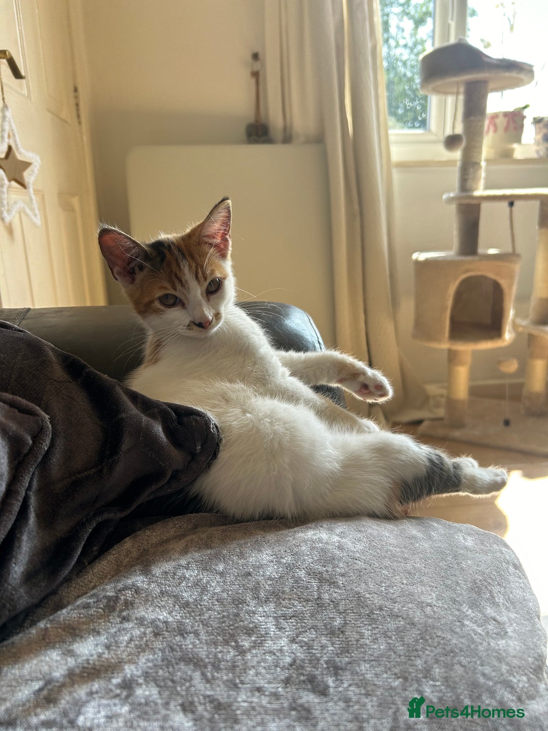 Domestic Shorthair cats for sale: Female Calico - Image 9