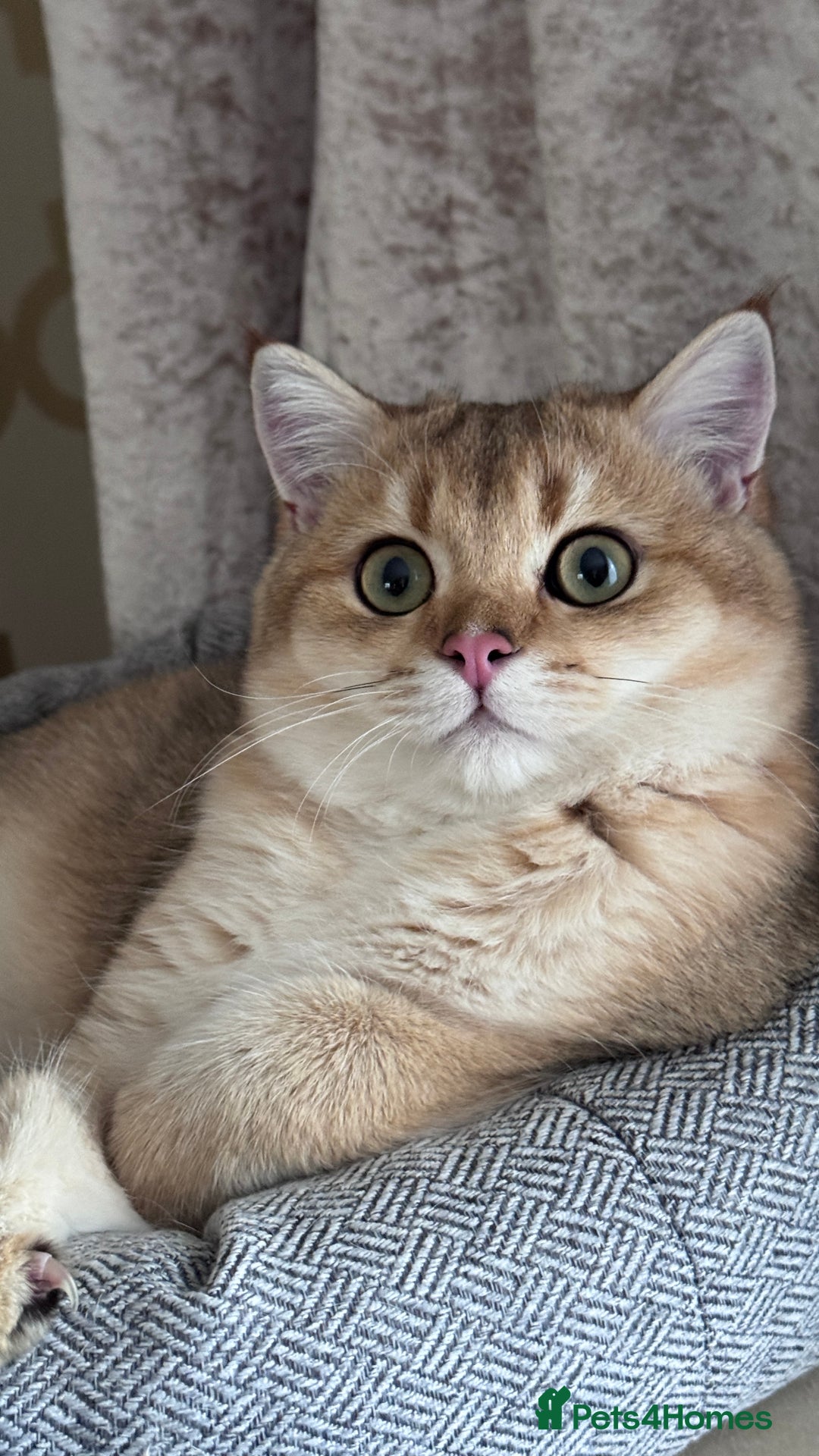 British Shorthair cats for sale: BSH GCCF NY12 Golden black tipped one girl left  in Basildon - Advert 8