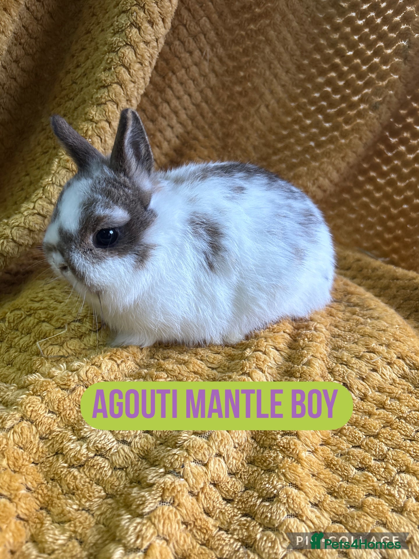 Netherland Dwarf rabbits Stunning Netherland dwarves  - Advert 11