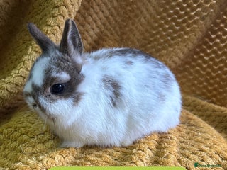 Netherland Dwarf rabbits Stunning Netherland dwarves - Advert 11