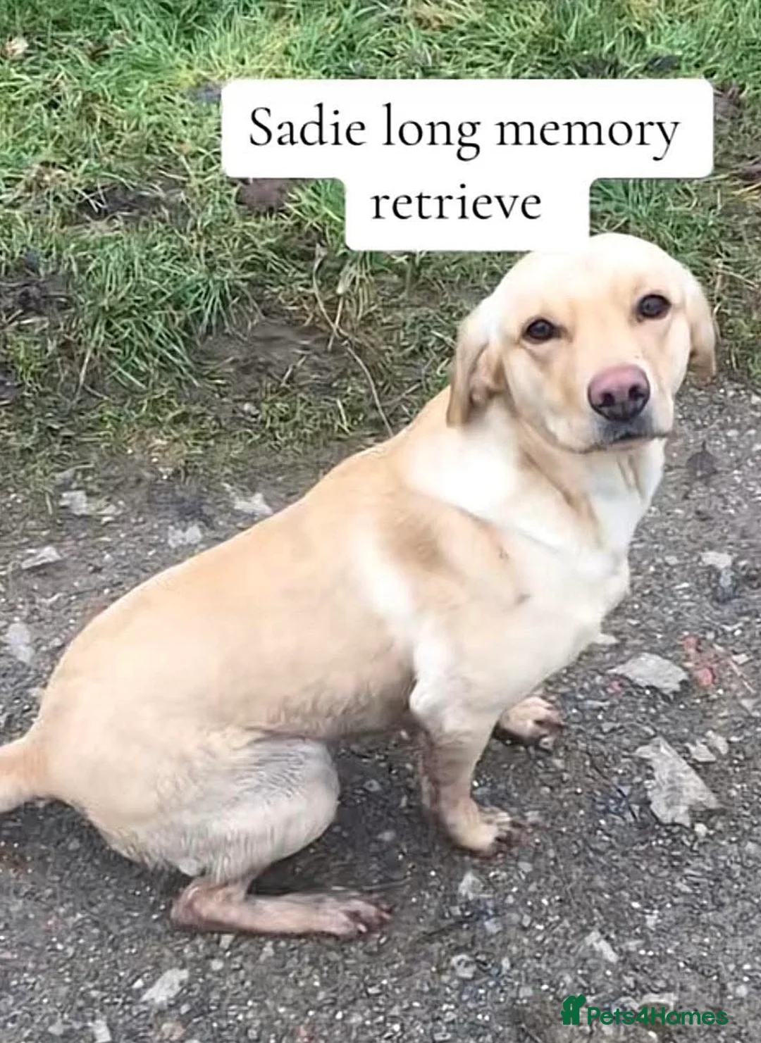 Cockerdor dogs for sale: F1 Cockerdor Puppies  - Advert 2