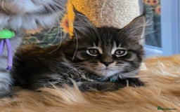 Maine Coon cats for sale: Gorgeous GCCF Maine Coons poss Active - Image 3