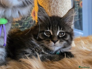 Maine Coon cats - Advert 12