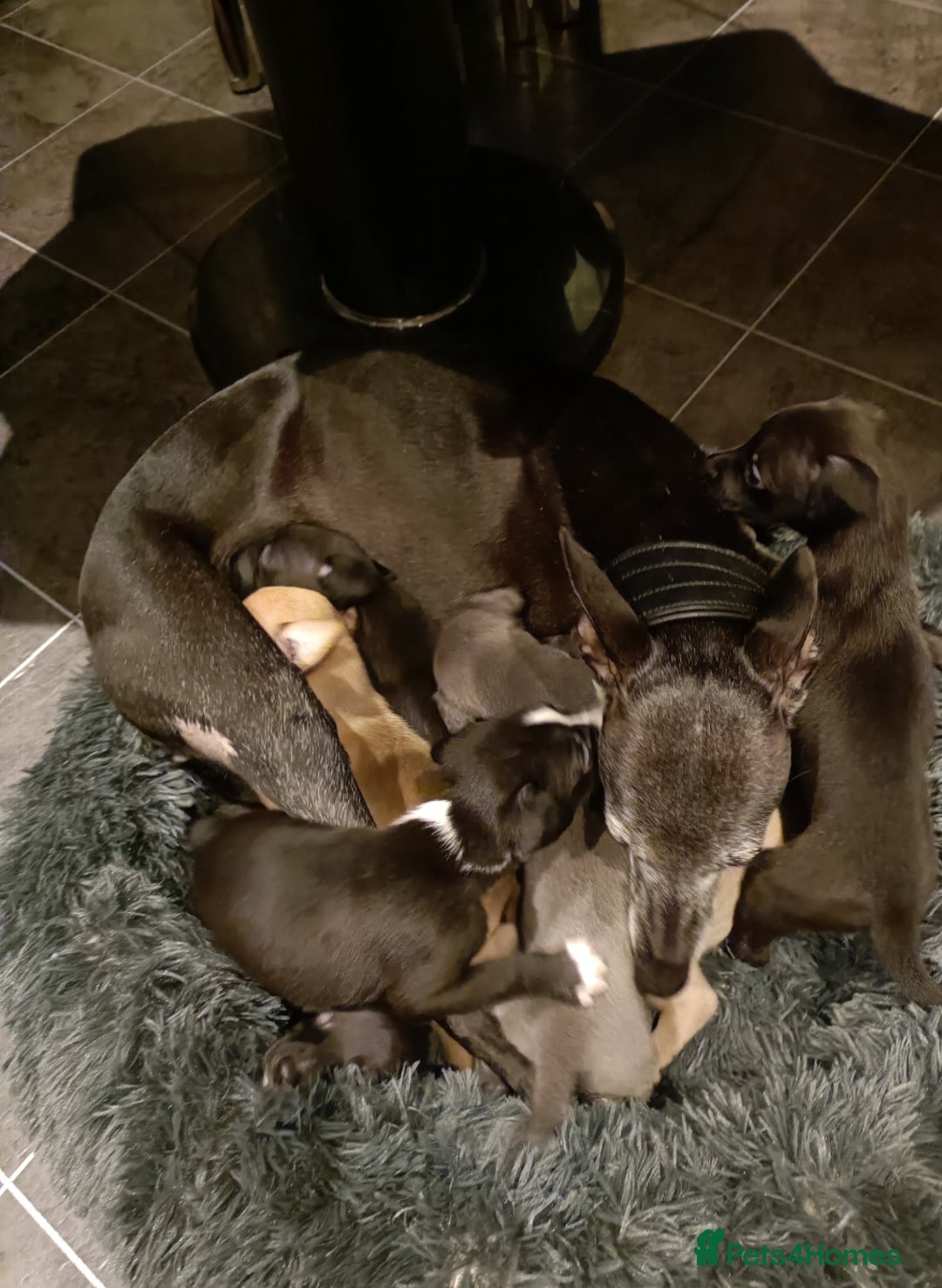 Whippet dogs for sale: Sporting bred whippet puppies  - Advert 8