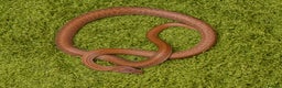Snake reptiles for sale: African House Snakes  - Advert 1