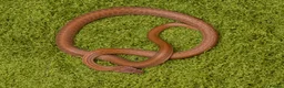 Snake reptiles for sale: African House Snakes  - Advert 1