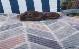 Mini Lop rabbits for sale: Mini lops boys ready to leave  - Image 16
