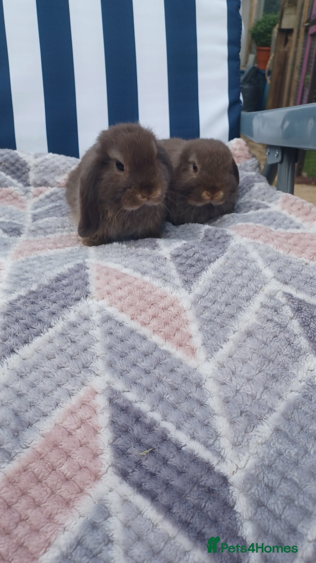 Mini Lop rabbits for sale: Mini lops boys ready to leave  - Image 16