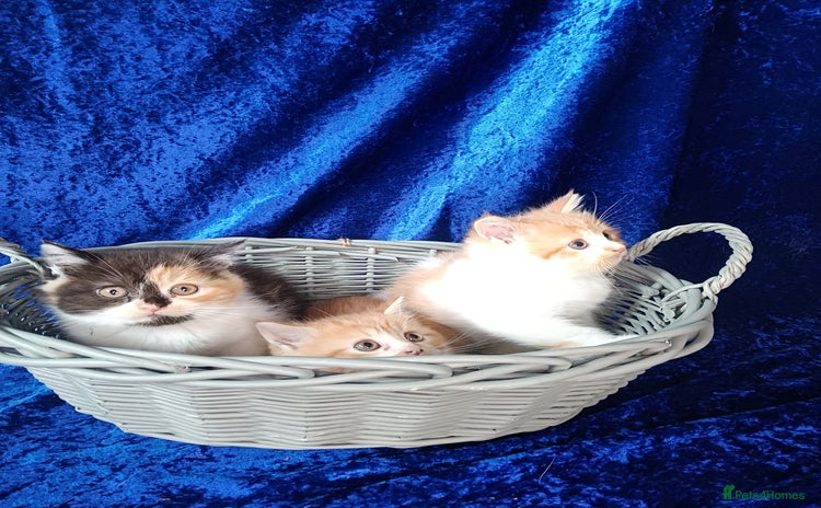 Persian cats - Advert 1