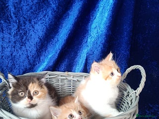 Persian cats - Advert 9