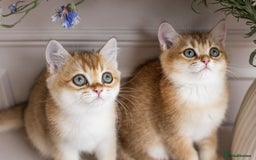 British Shorthair cats for sale: Ready now gorgeus Golden British SH male kitten - Image 19