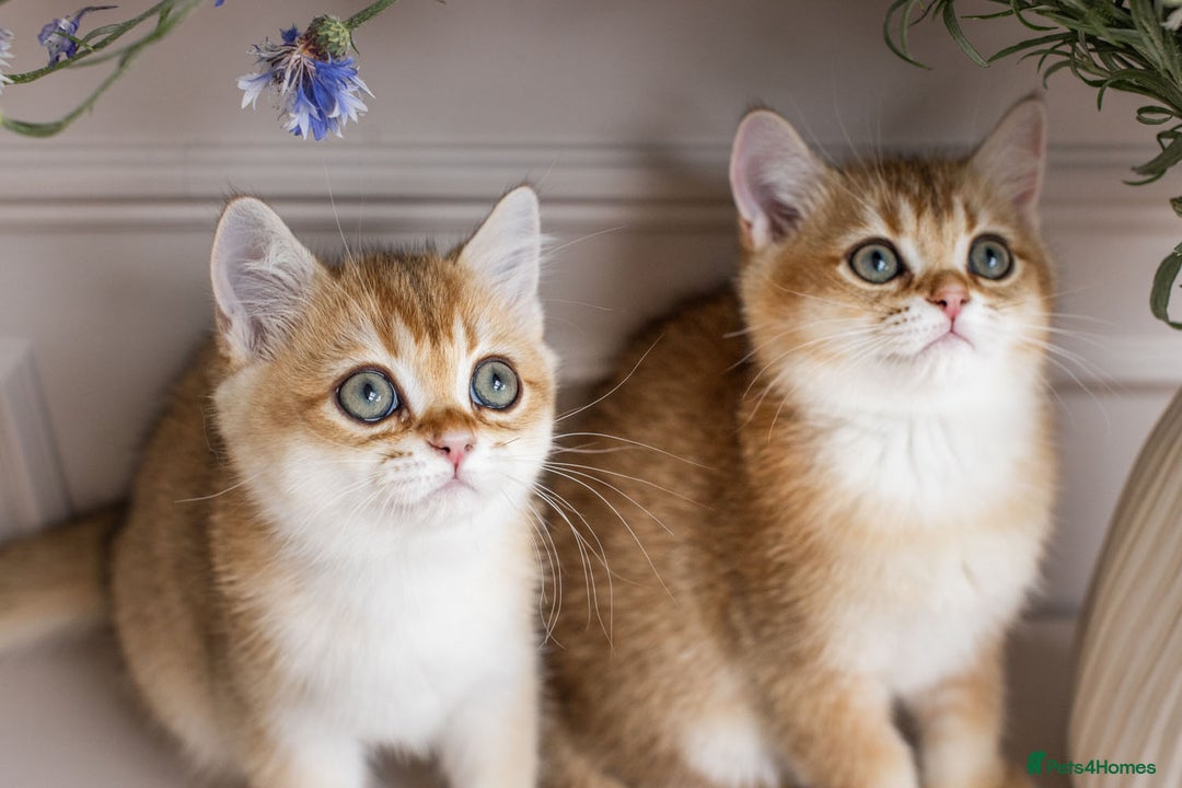 British Shorthair cats for sale: Ready now gorgeus Golden British SH male kitten - Image 19