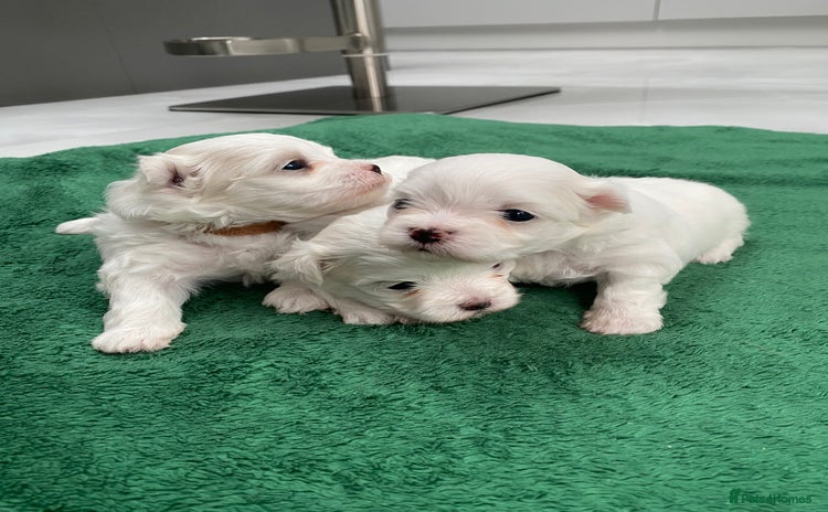 Maltese dogs - Advert 1