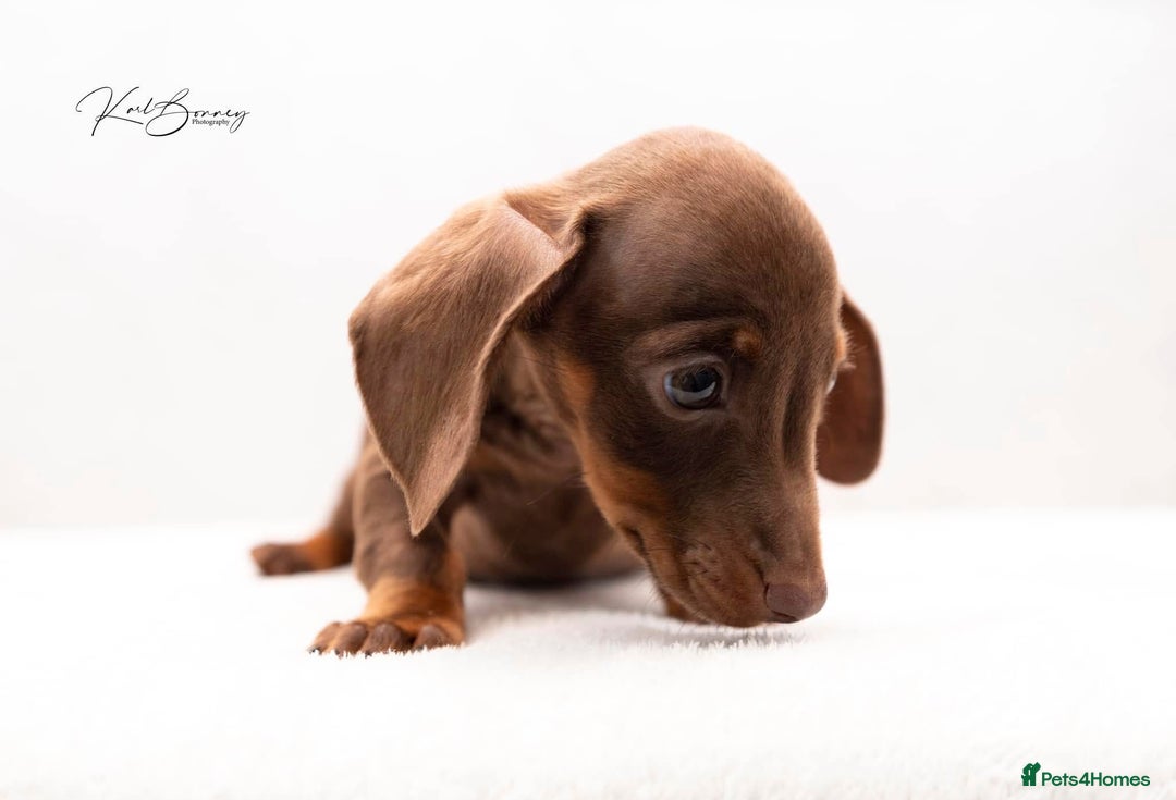 Miniature Dachshund dogs for sale: ONE TINY CHOC/TAN smooth haired male dachshund - Image 36