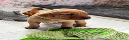 Labrador Retriever dogs for sale: Fox Red Labrador Puppies - Advert 6