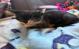 Savannah cats for sale: Beautiful female calico   - Image 13
