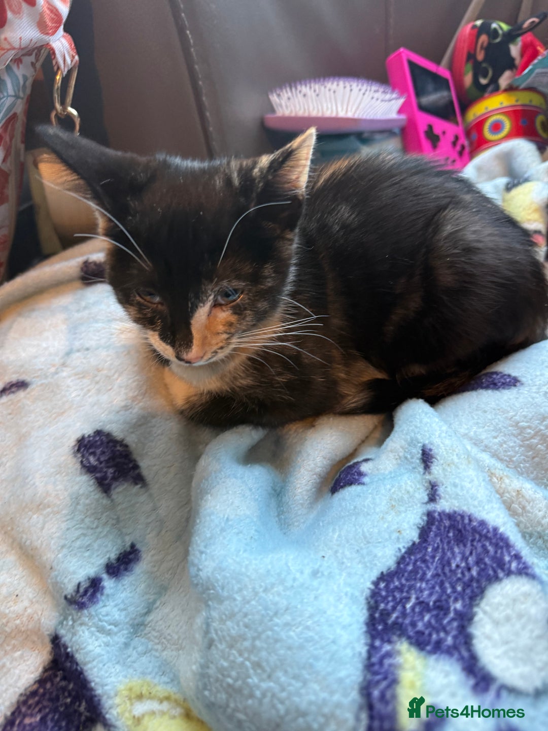 Savannah cats for sale: Beautiful female calico   - Image 13