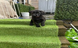Mixed Breed dogs for sale: Belgian shepherd cross black Labrador  - Image 1