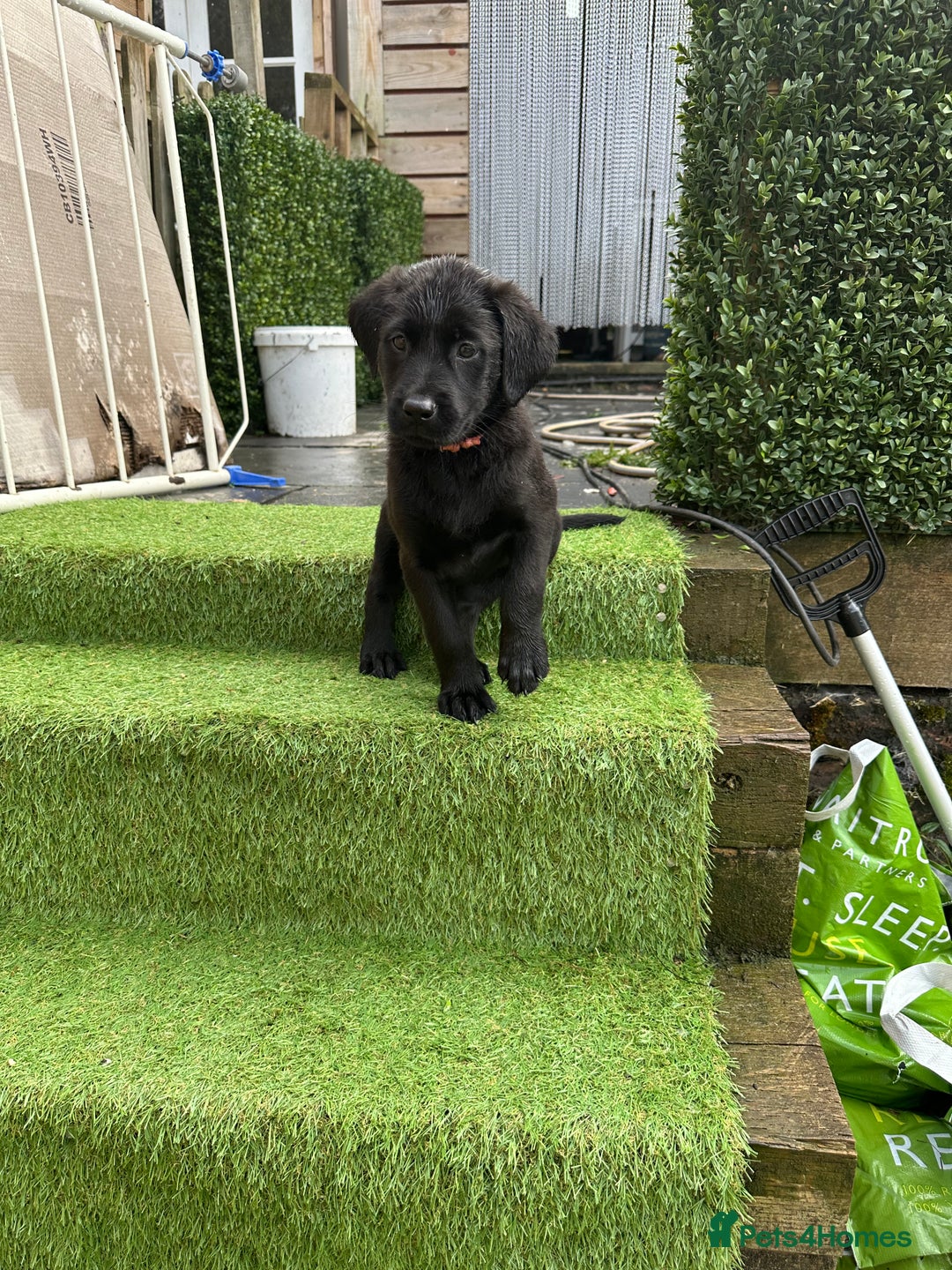 Mixed Breed dogs for sale: Belgian shepherd cross black Labrador  - Image 1