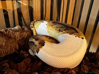 Boa Snake reptiles Pied royal python - Advert 1