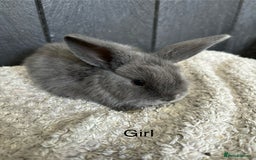Mini Lop rabbits for sale: Stunning mini lops and mini lion lops  - Image 10