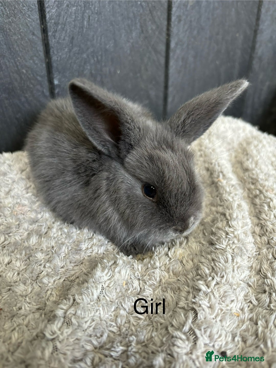 Mini Lop rabbits for sale: Stunning mini lops and mini lion lops  - Image 10