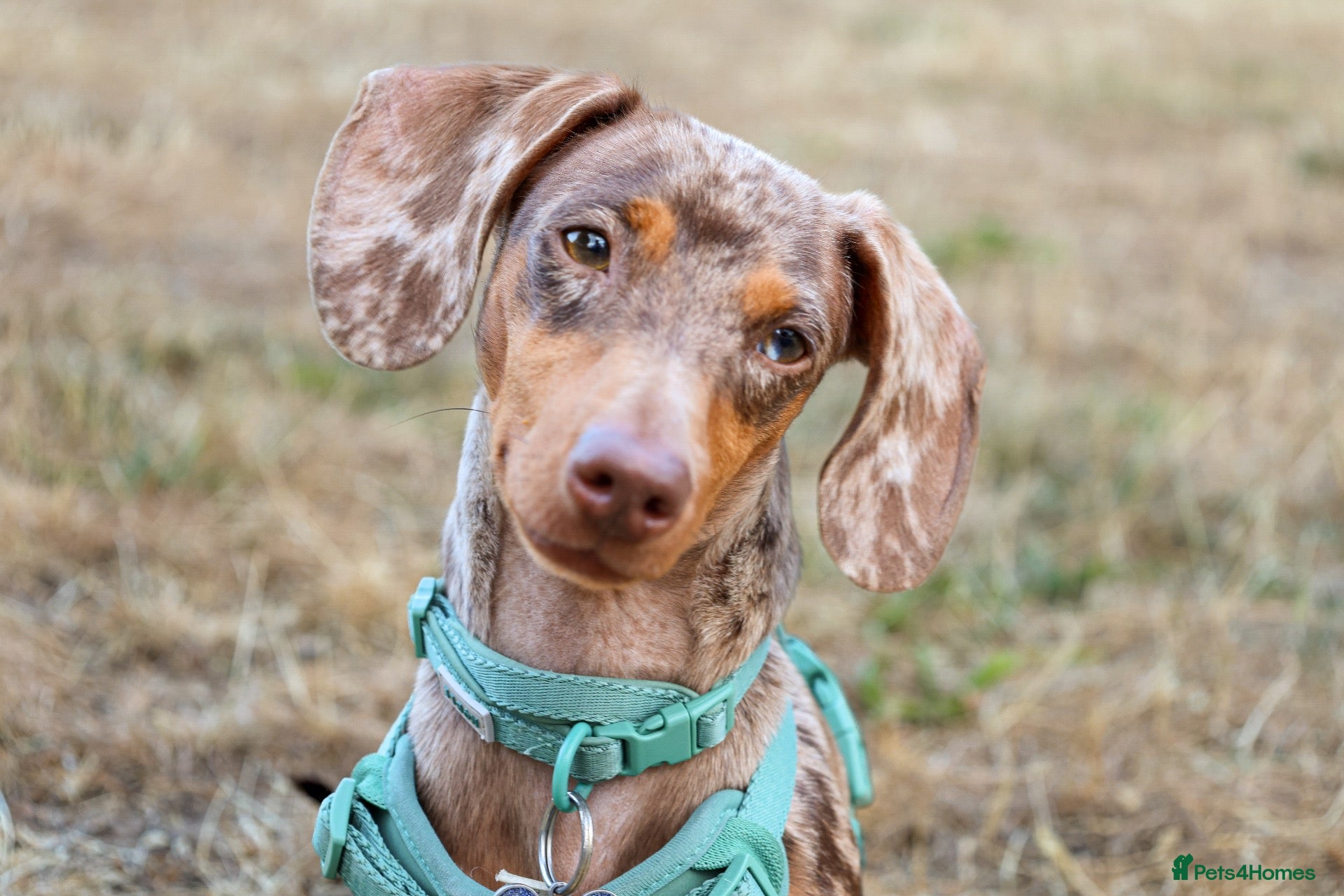 Dachshund dogs Male neutered dachshund  - Advert 1